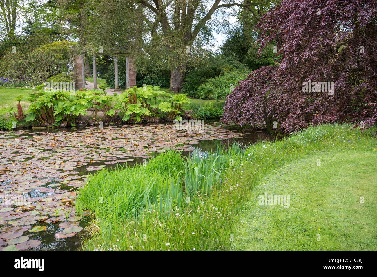 Waterlilies in the lake at Cholmondeley Castle gardens. Wildflowers in the rough grass at the waterside. Stock Photo