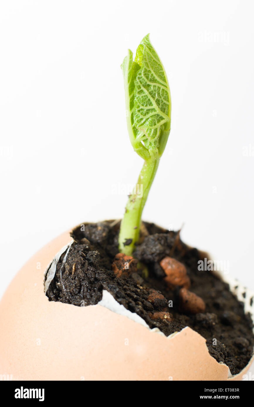 The plant grows from the soil, sprinkling in the egg on a white background Stock Photo