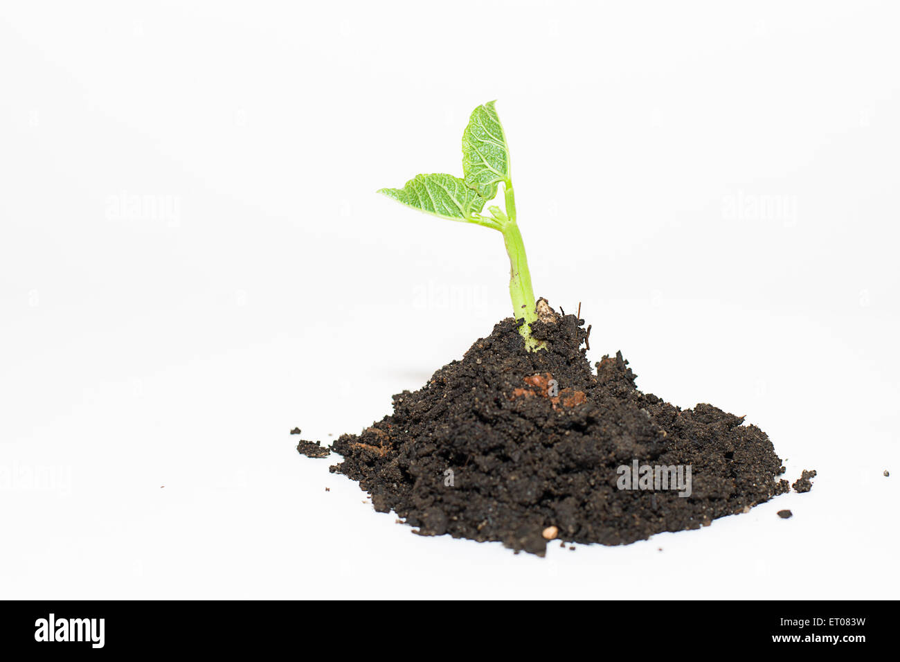 Green plant growing from a pile of soil on a white background Stock Photo