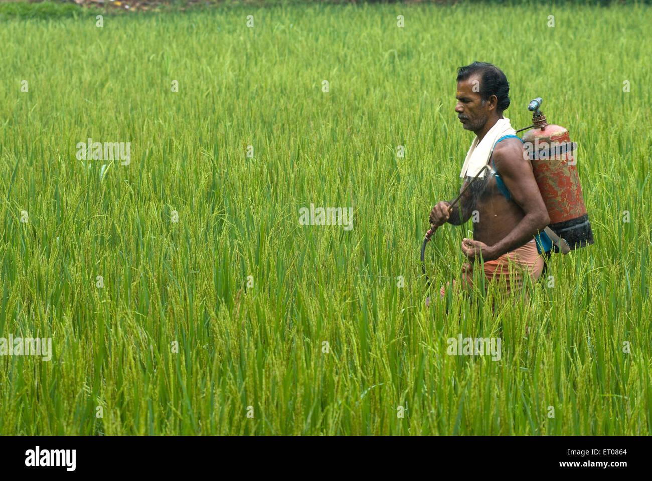 Man spraying pesticide ; rice field ; Mannarsala ; Kerala ; India Stock Photo