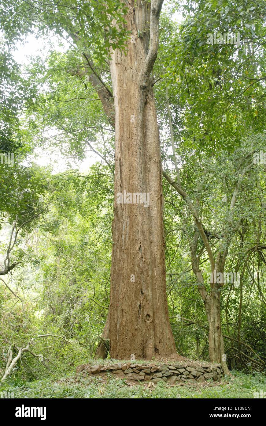 7 meter girth largest rose wood tree in near Pillor Dam of Western Ghats in ; Tamil Nadu ; India Stock Photo - Alamy