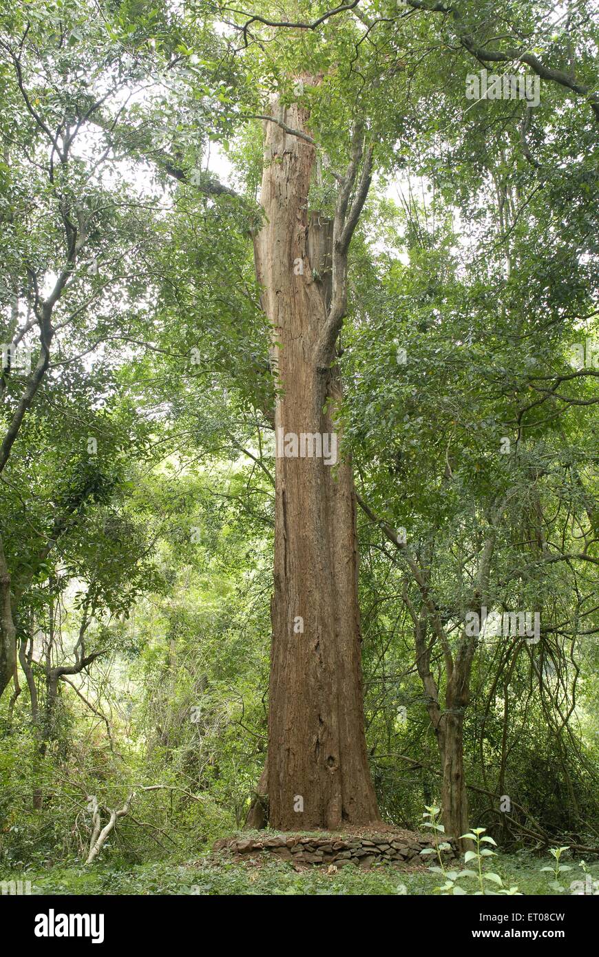Rose wood tree hi-res stock photography and images - Alamy