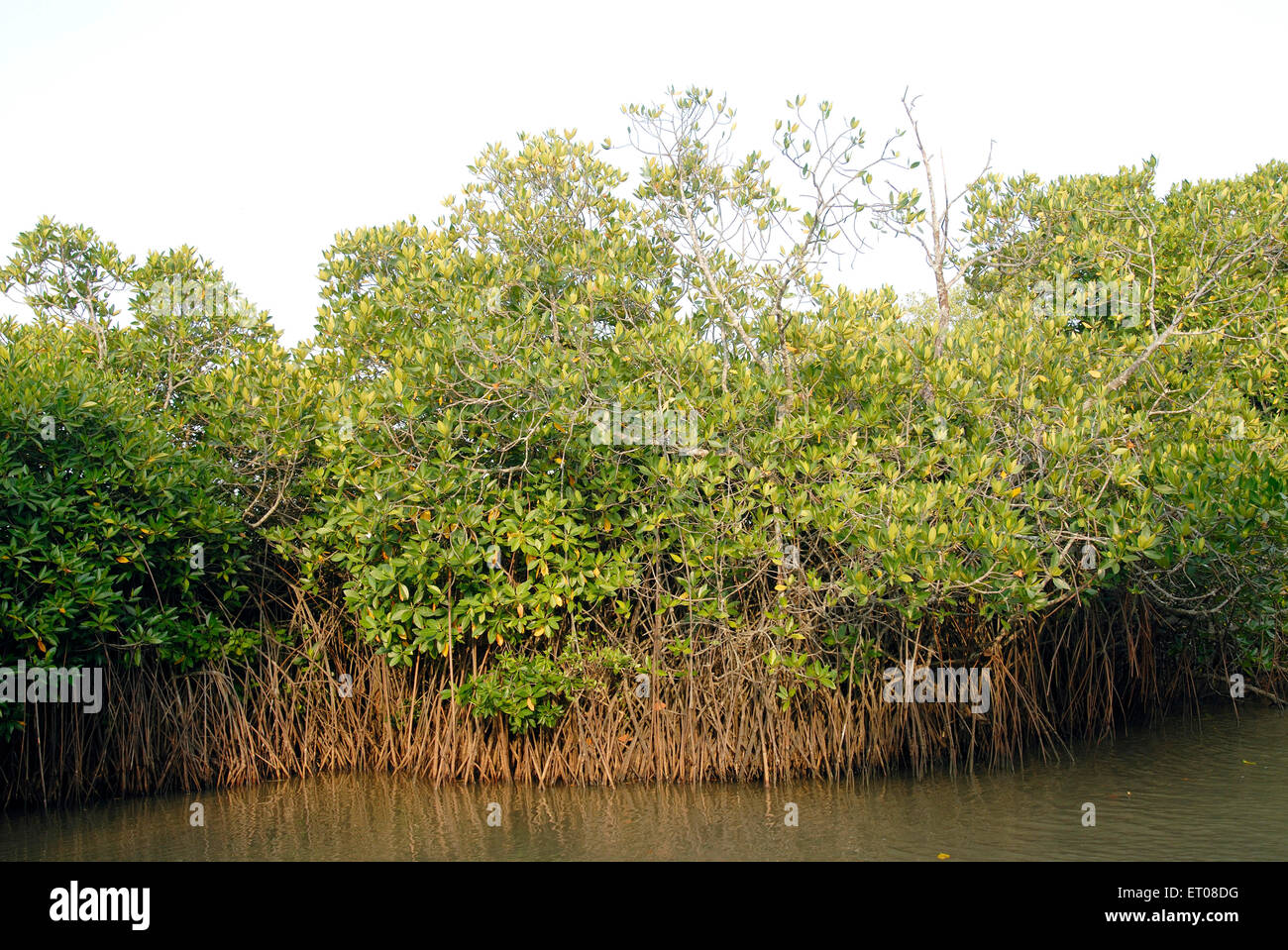 Pichavaram mangroves tamil nadu hi-res stock photography and images - Alamy