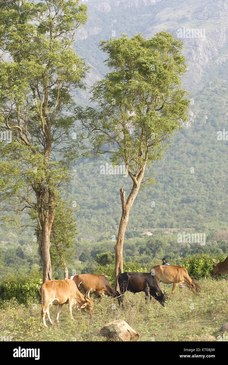 Cattle grazing , Ooty , Udhagamandalam , Hill Station , Nilgiris , Western Ghats , Tamil Nadu , India , Asia Stock Photo