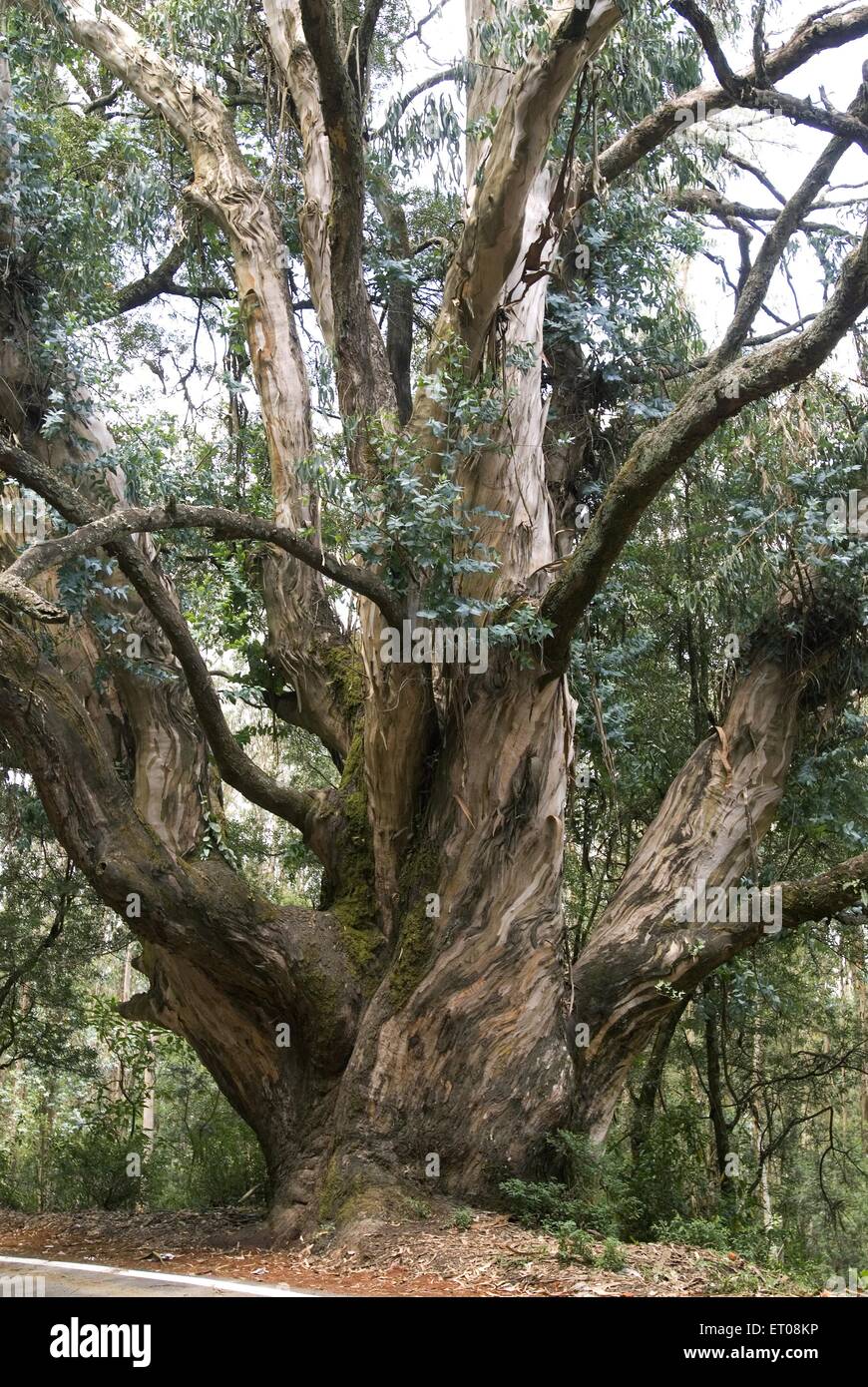 Eucalyptus globules tree , southern blue gum tree , Ooty , Udhagamandalam , Hill Station , Nilgiris , Western Ghats , Tamil Nadu , India , Asia Stock Photo