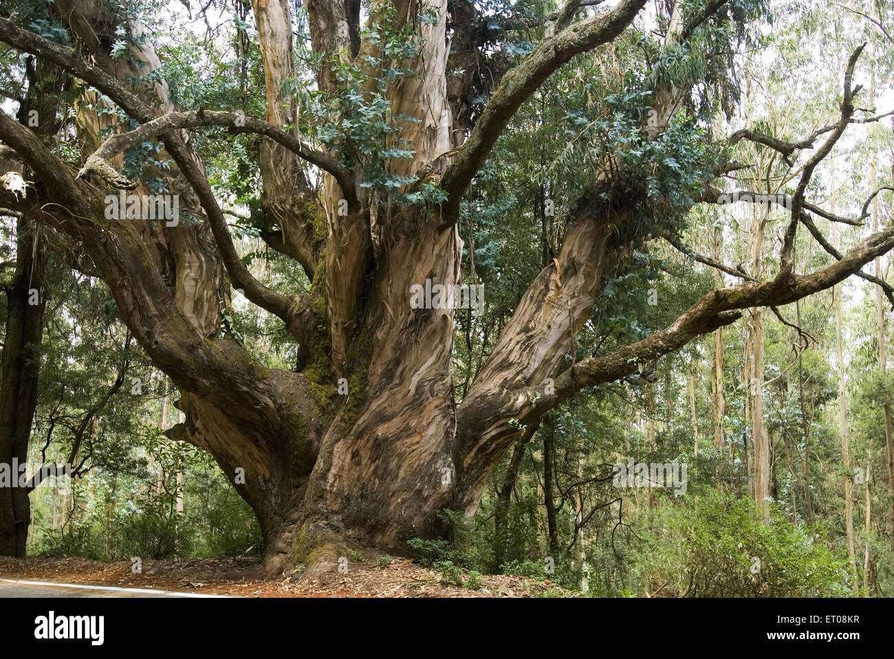 Eucalyptus globules tree ; Udhagamandalam Ooty ; Tamil Nadu ; India