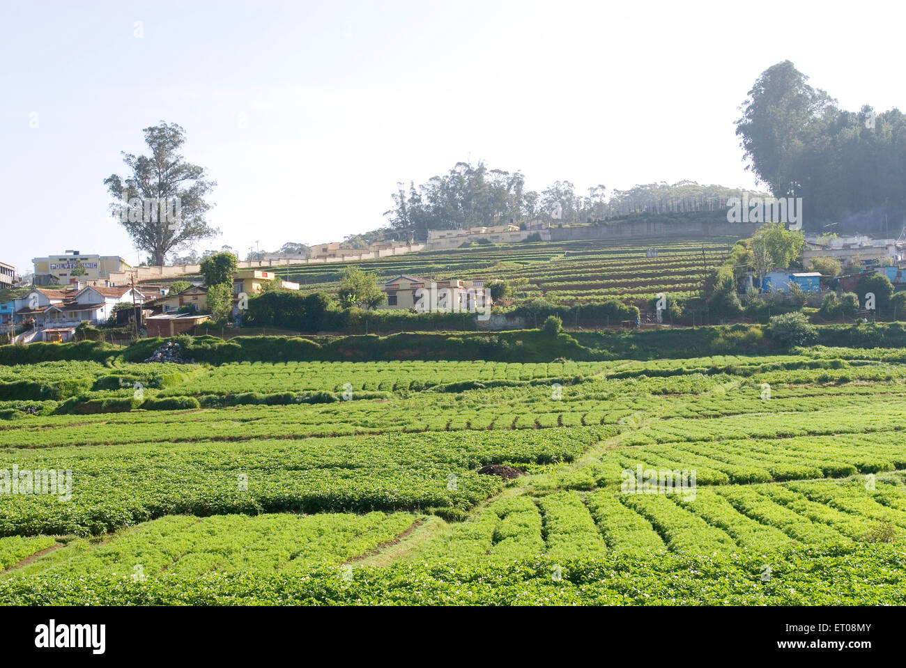 Agricultural field in Ooty ; Nilgiris ; Tamil Nadu ; India Stock Photo