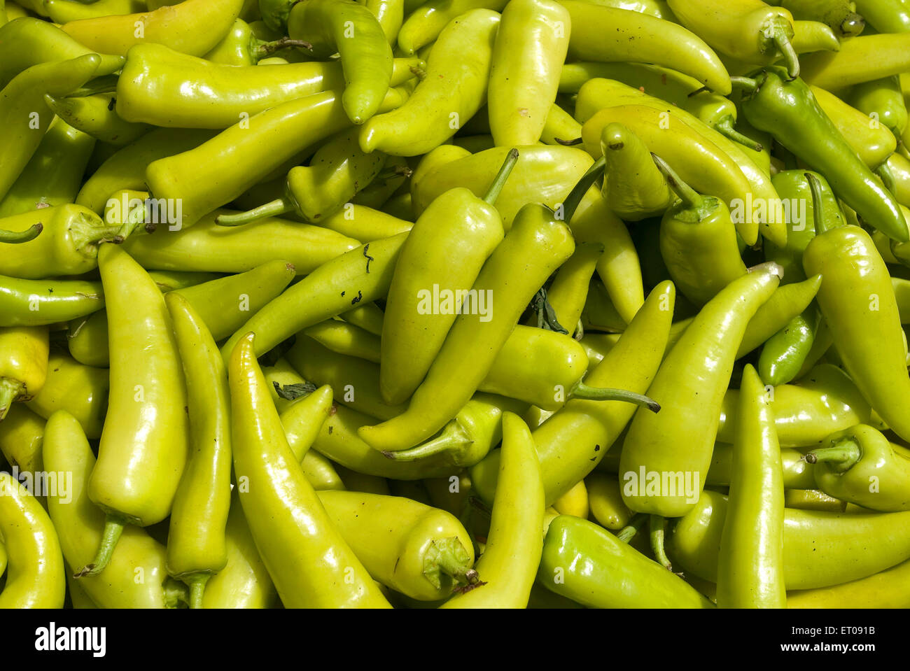Green chili , Kodai , Kodaikanal , hill station , Dindigul district