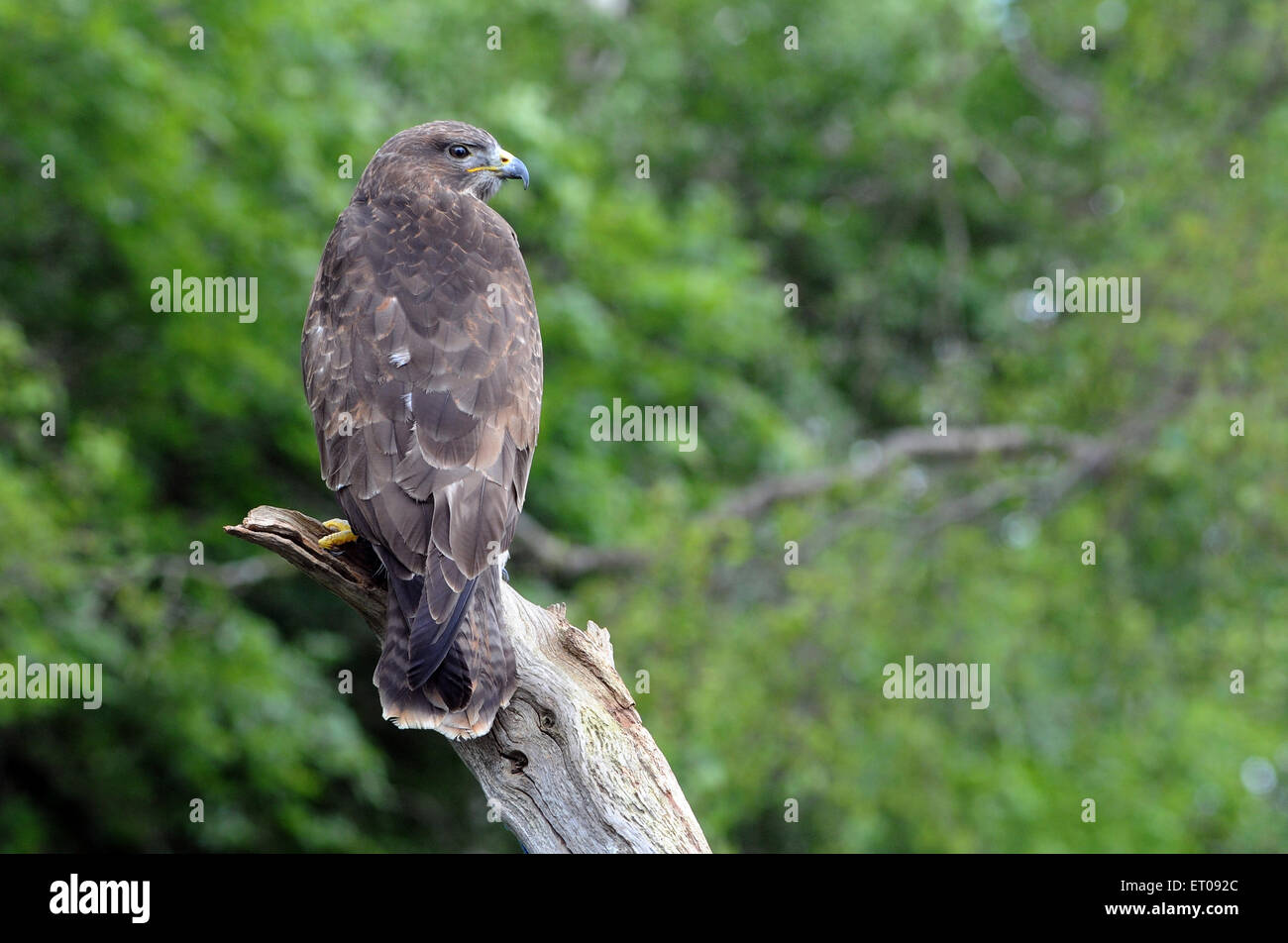 A Buzzard, Buteo buteo in the New Forset, Hampshire. Pic Mike Walker, Mike Walker Pictures Stock Photo