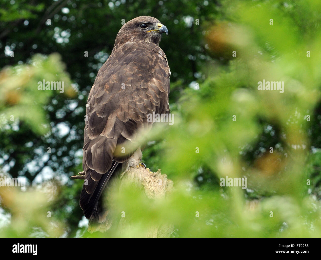 A Buzzard, Buteo buteo in the New Forset, Hampshire. Pic Mike Walker, Mike Walker Pictures Stock Photo