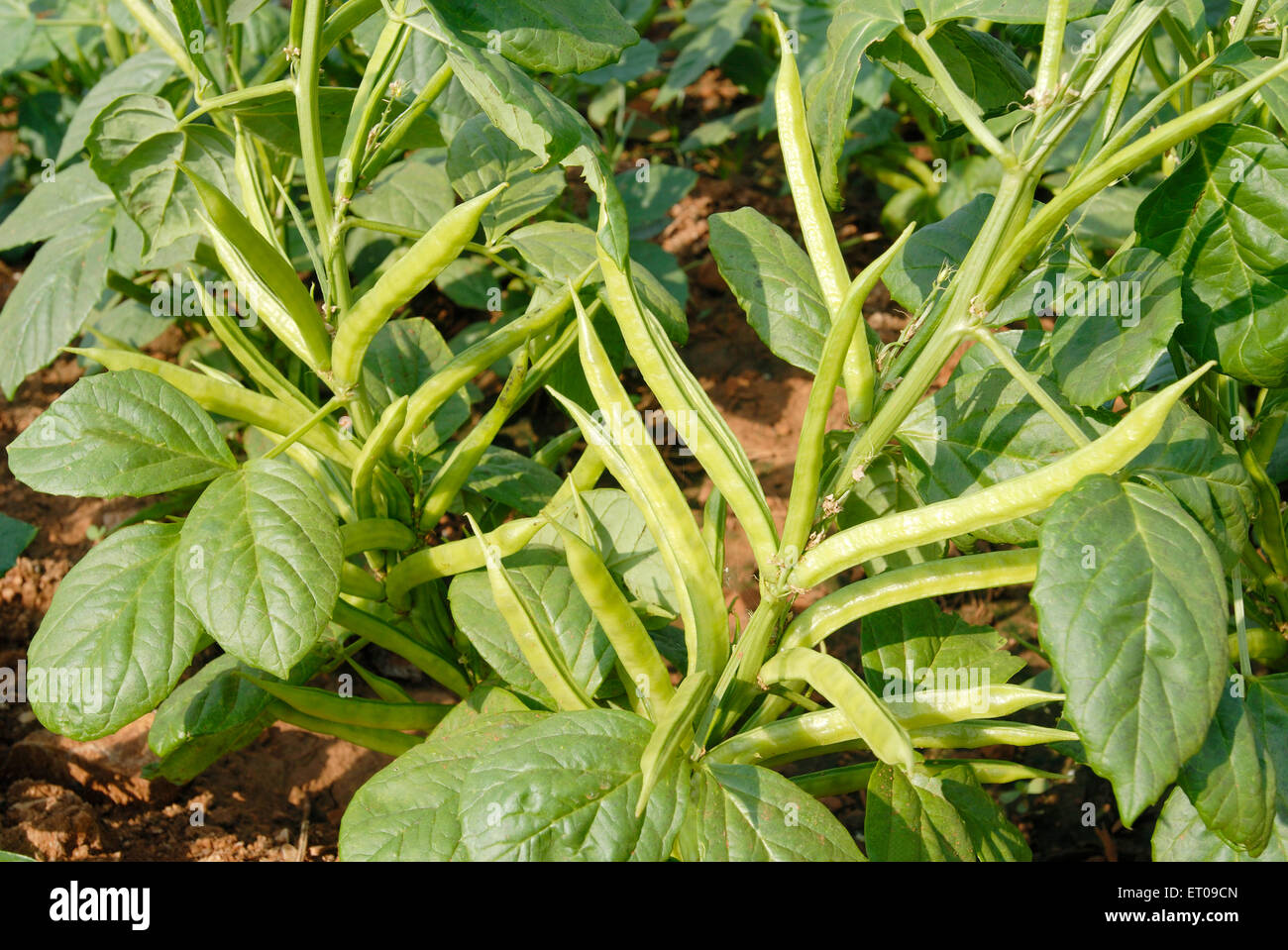 Cyamopsis tetragonoloba Linn Taub ; Cyamopsis psoralioides ; Fabaceae ; Cluster Bean ; Hindi Govar Cluster bean Guar plantation Stock Photo