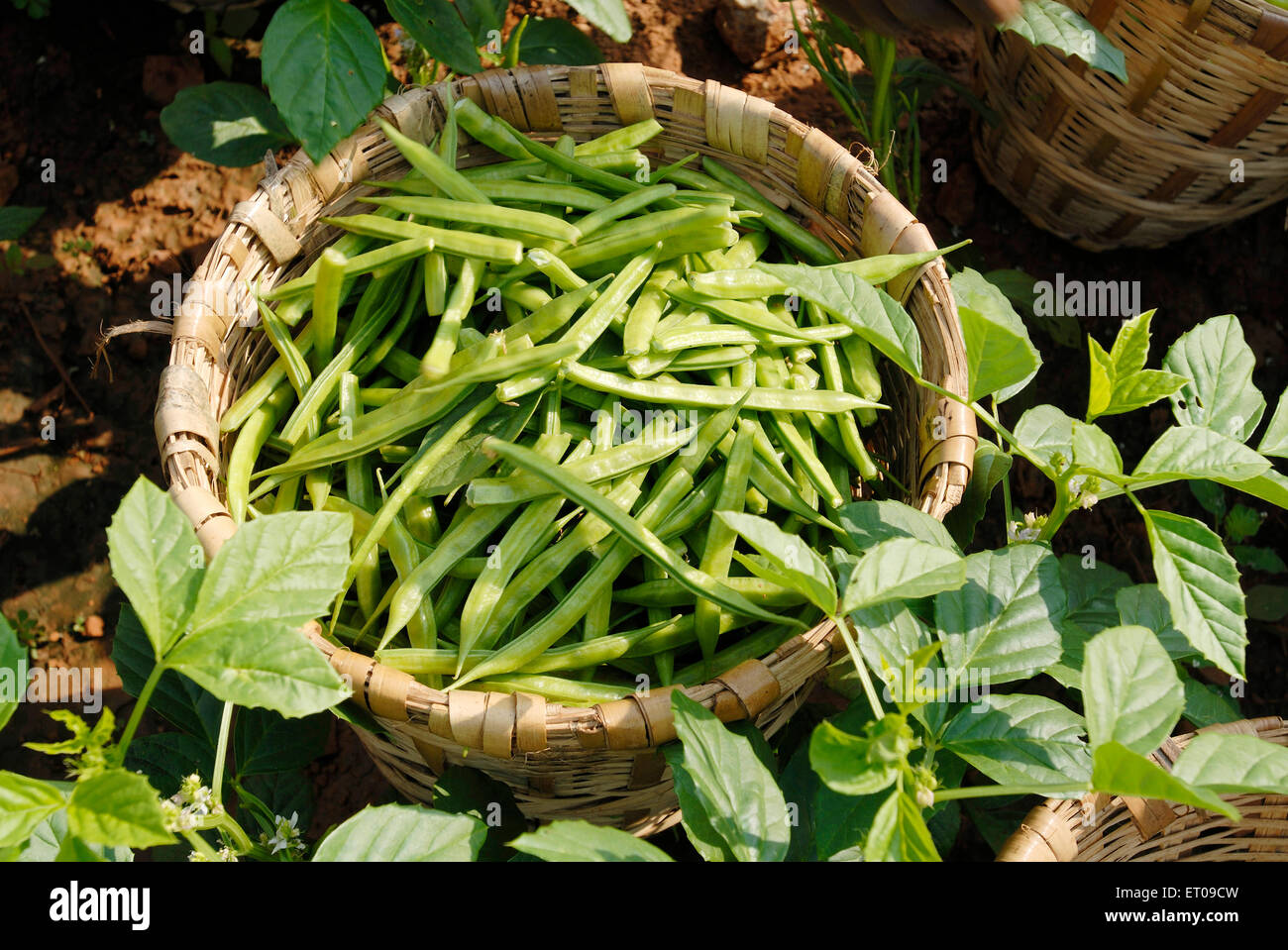 Cyamopsis tetragonoloba Linn Taub ; Cyamopsis psoralioides ; Fabaceae ; common Cluster Bean ; Hindi name Govar Guar plantation Stock Photo