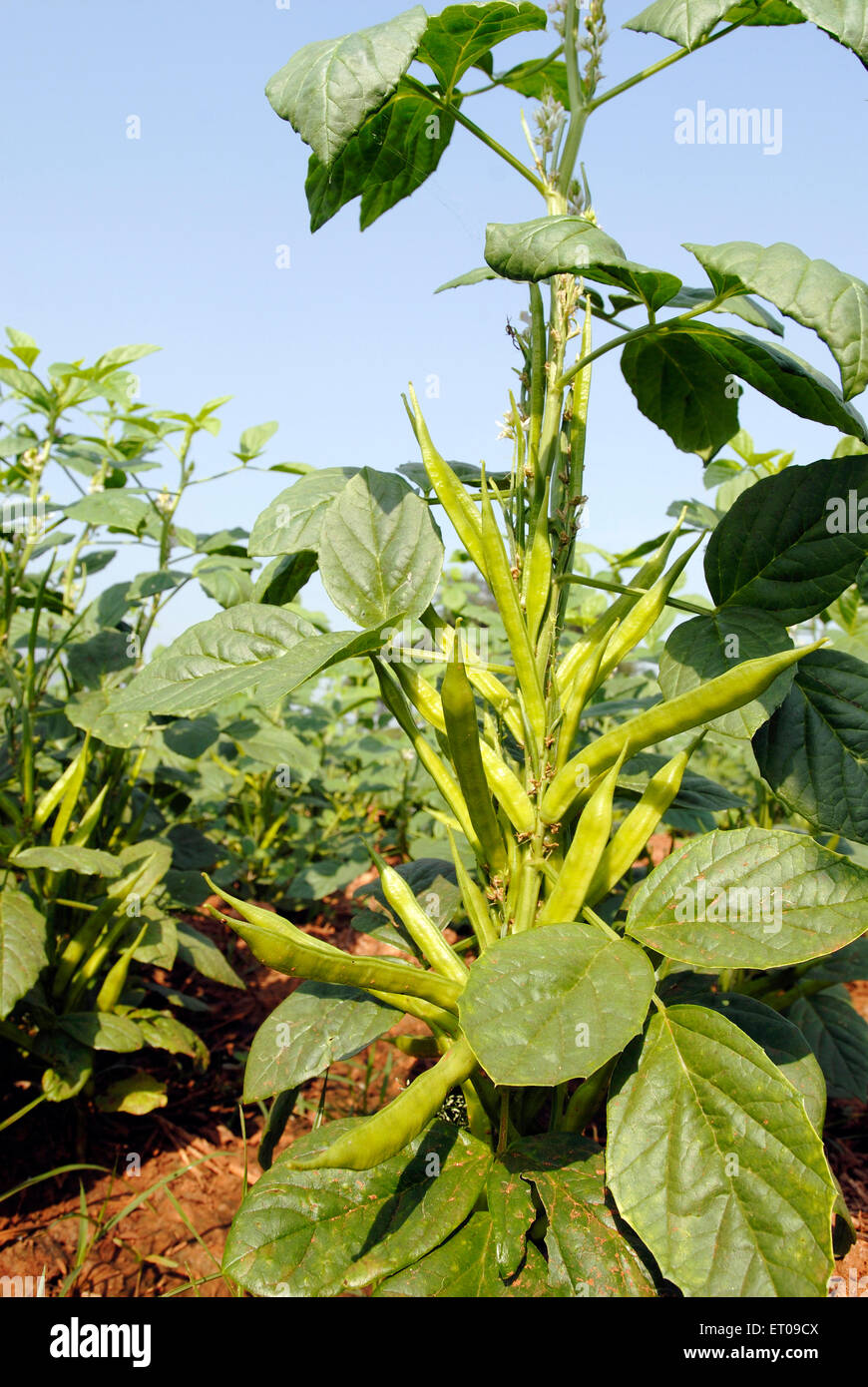 Cyamopsis tetragonoloba Linn Taub ; Cyamopsis psoralioides ; Fabaceae ; common Cluster Bean ; Hindi name Govar Guar plantation Stock Photo