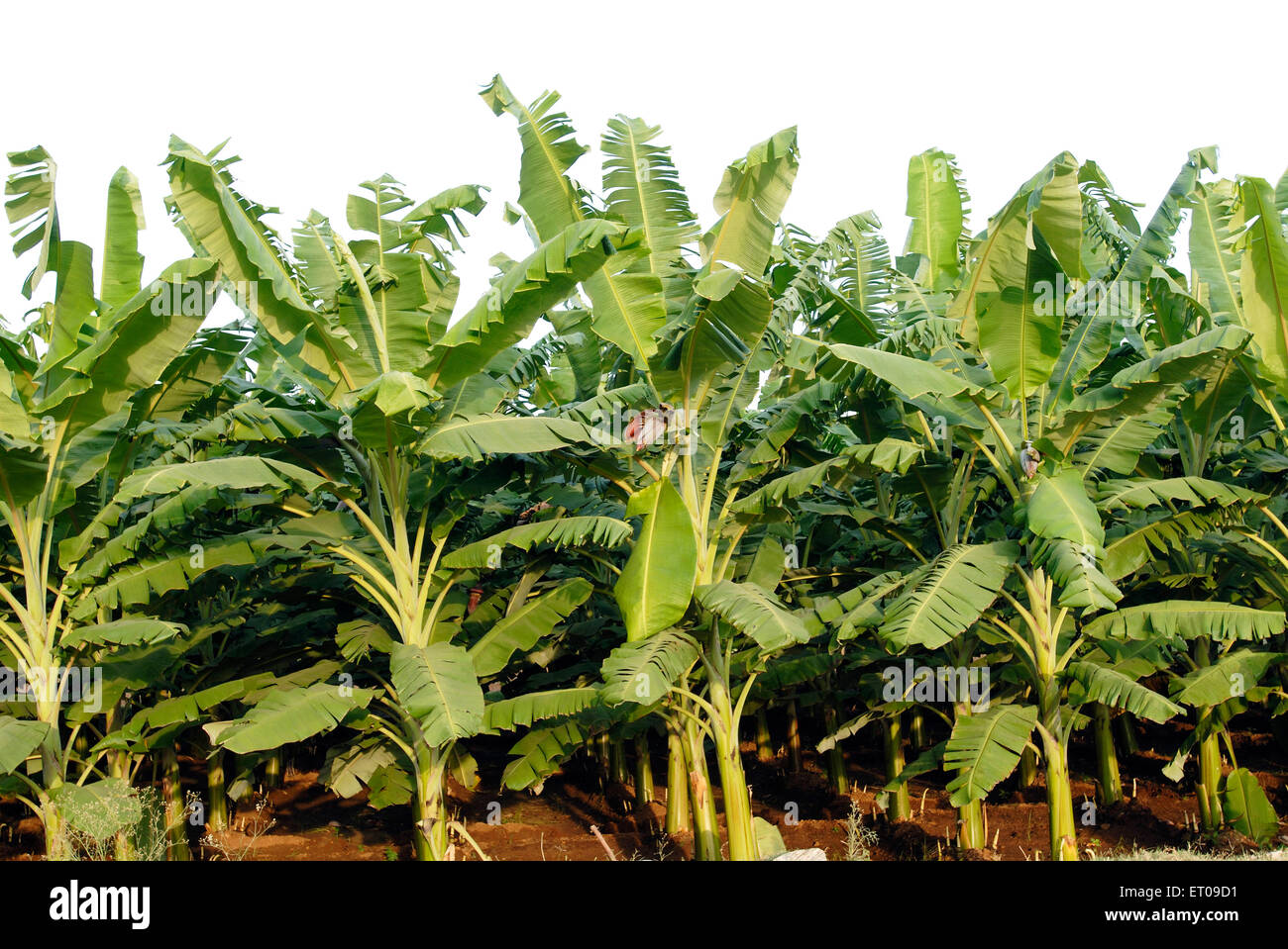 Banana plantation ; Tamil Nadu ; India , asia Stock Photo