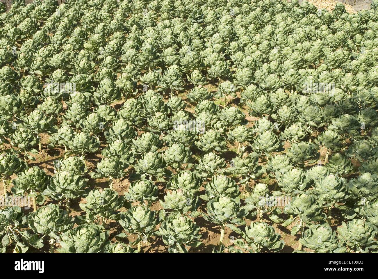 The Brussels sprout plantation ; Tamil Nadu ; India Stock Photo