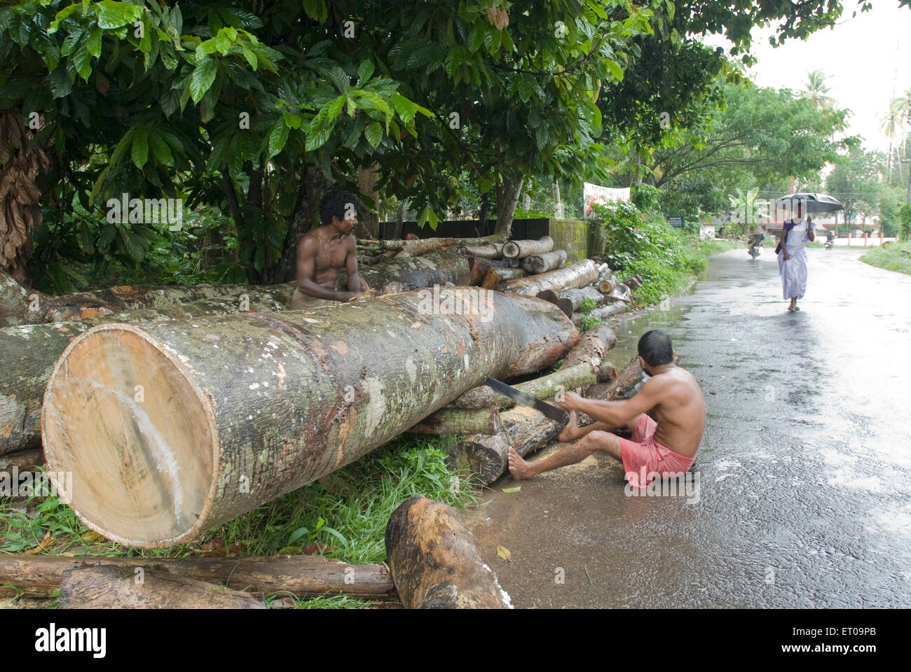 Man cutting tree ; Kerala ; India Stock Photo Alamy