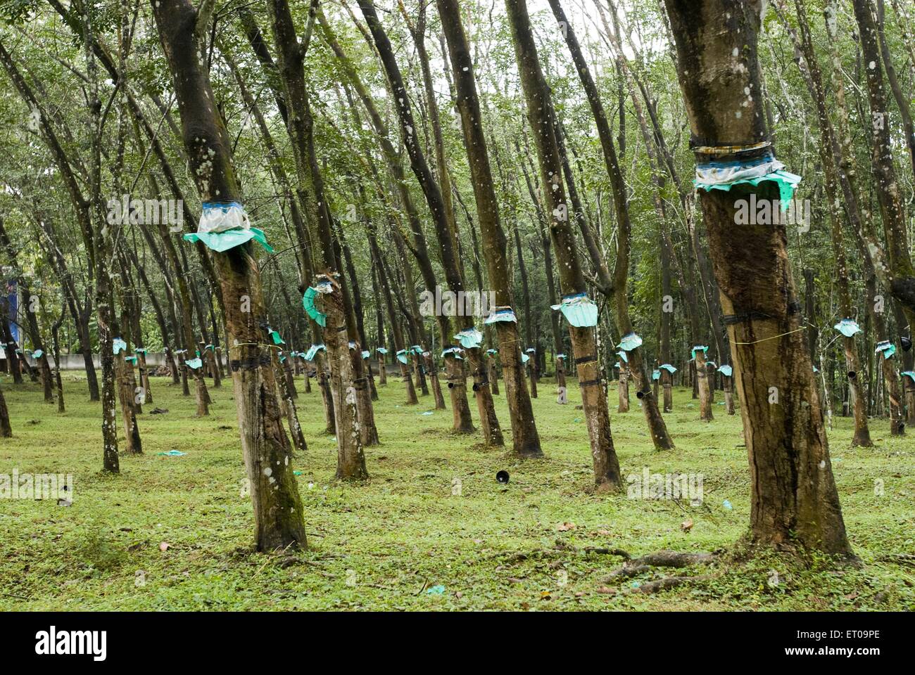 rubber cultivation in india