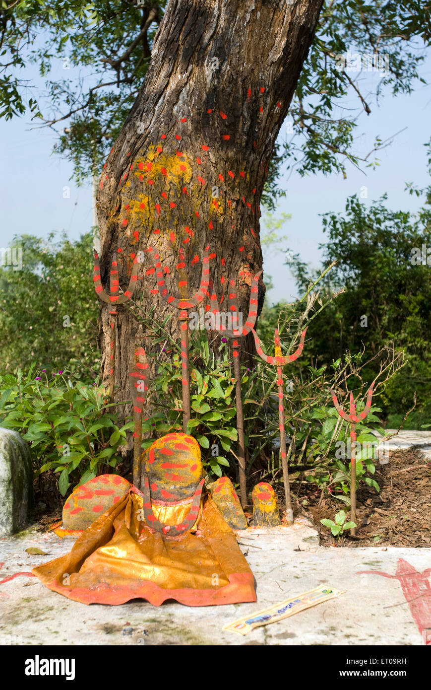 Neem tree worship , Tamil Nadu , India , Asia Stock Photo