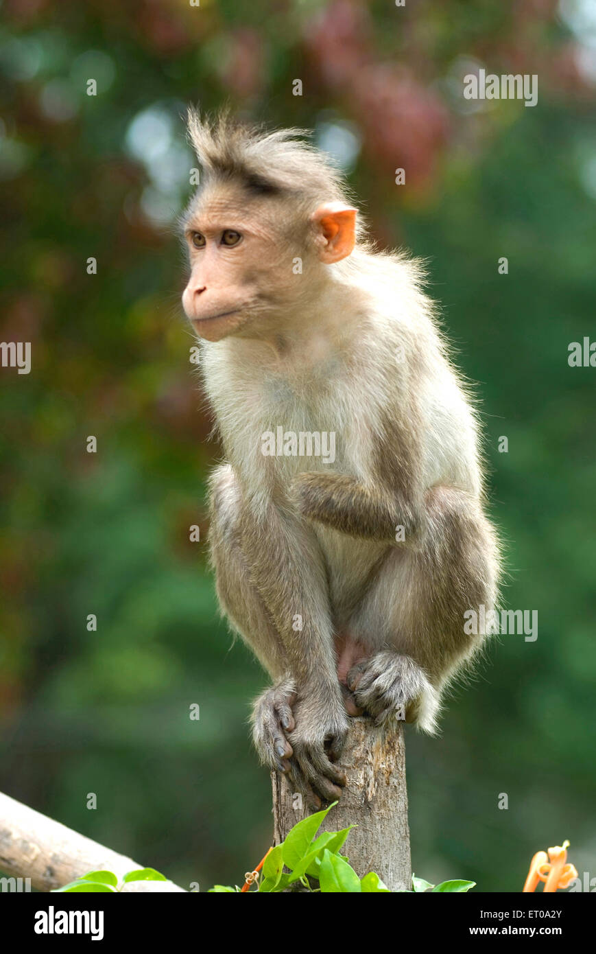 bonnet macaque, handicapped bonnet monkey, Pykara River, Glenmorgan, Singara, Gudalur, Nilgiris, Tamil Nadu, India, Asia Stock Photo