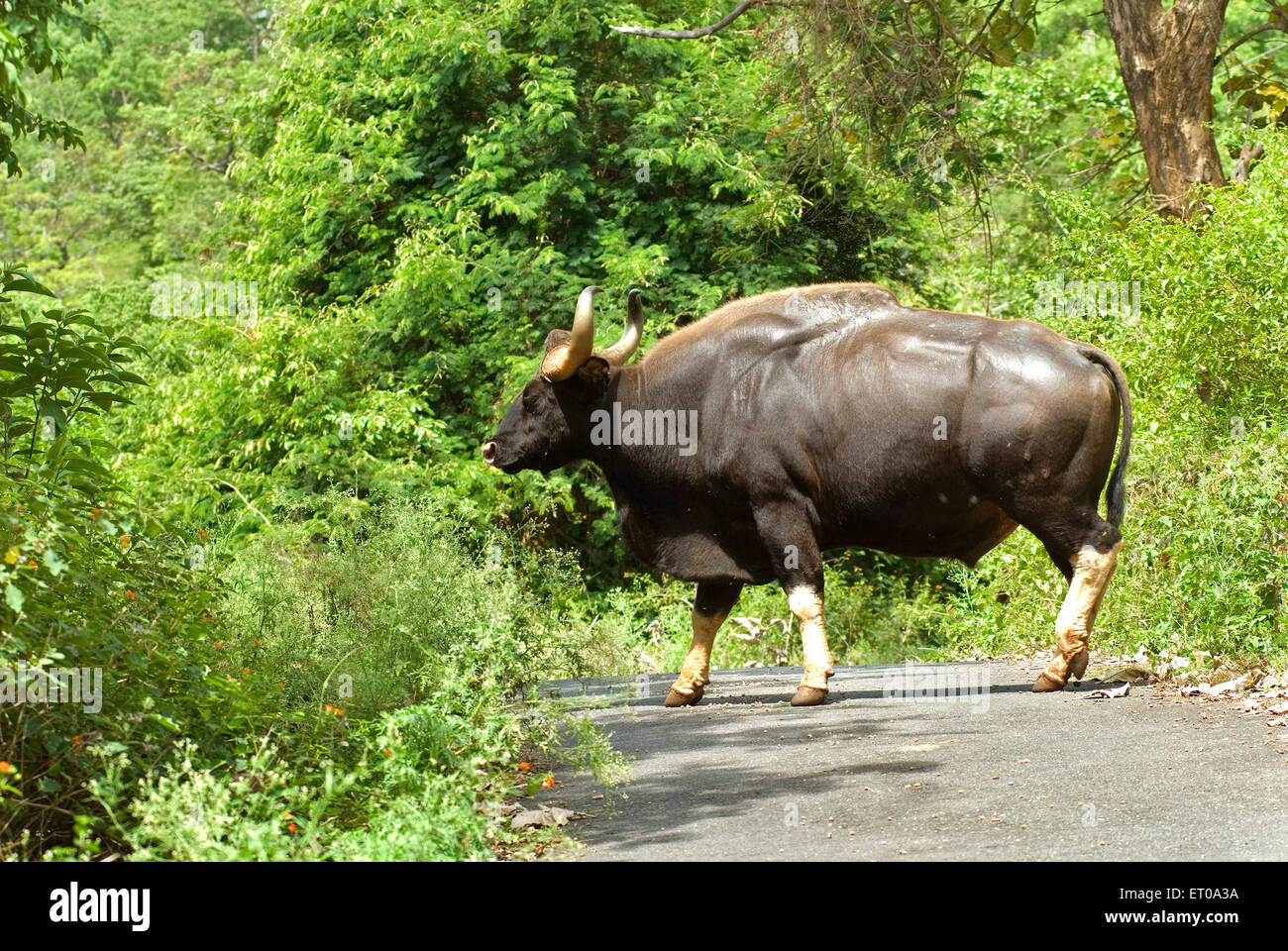 Gaur , Indian bison , Bos gaurus , Singara , Mudumalai , National Park ,  Wildlife Sanctuary , Nilgiri Hills , Blue Mountains , Tamil Nadu , India Stock Photo