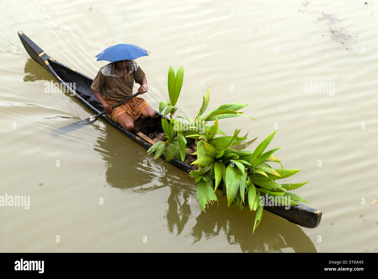 Transport coconut seedlings by a small boat near Mannarsala ; Kerala ; India Stock Photo