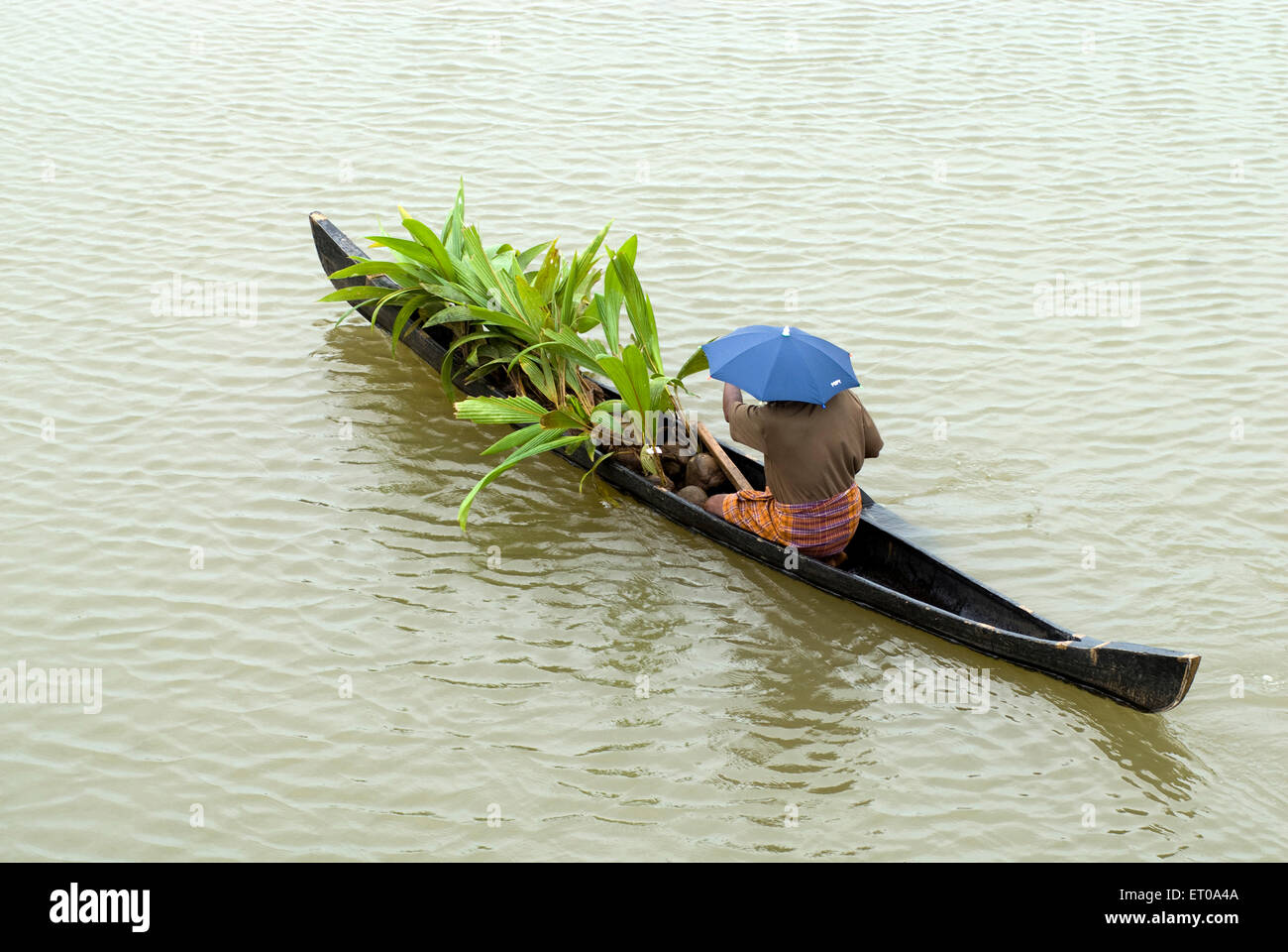 Transport coconut seedlings by a small boat near Mannarsala ; Kerala ; India Stock Photo