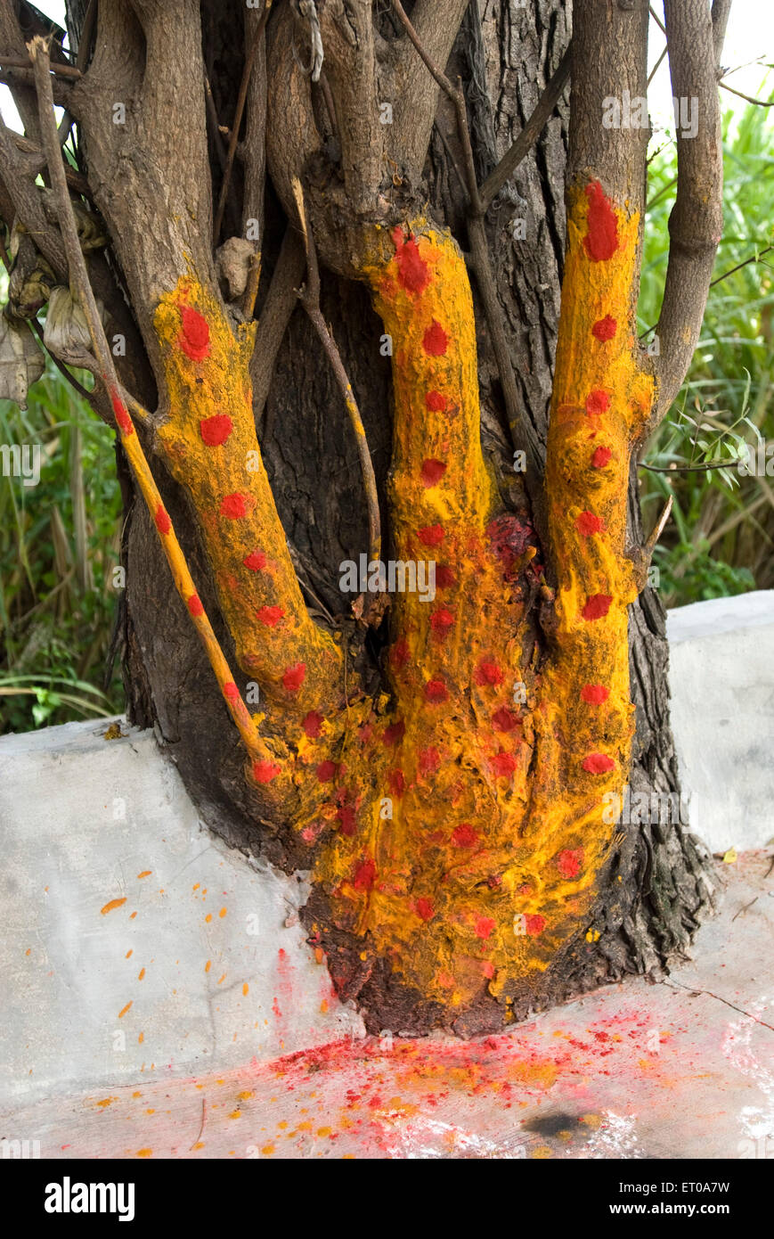 Tree worship, Uttiramerur , Kancheepuram , Tamil Nadu , India , asia Stock Photo Alamy