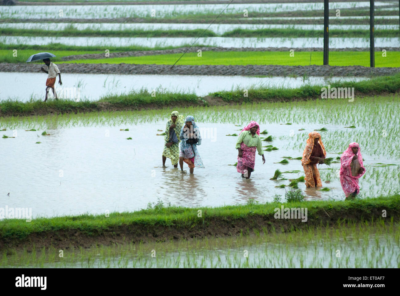 sowing paddy in rice field during monsoon near Palakkad Kerala India Indian women working Stock Photo