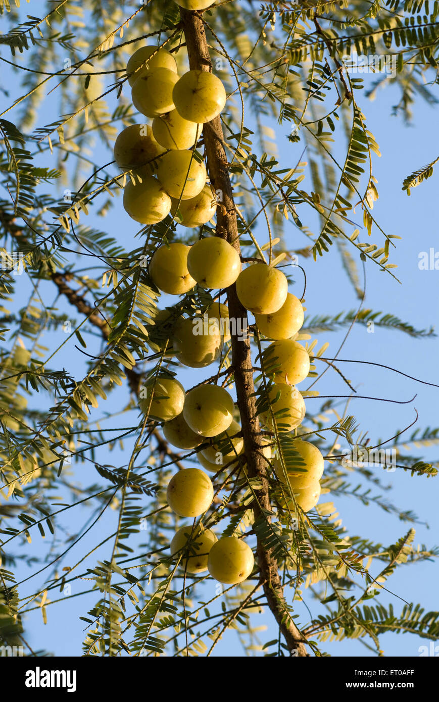 Amla tree, phyllanthus emblica, emblic, emblic myrobalan, myrobalan, Indian gooseberry, Malacca tree, India, Asia Stock Photo