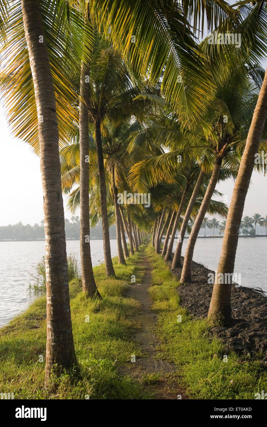 Palm trees, coconut trees, backwaters, Kodungallur, Thrissur district, Kerala, India, Asia Stock Photo