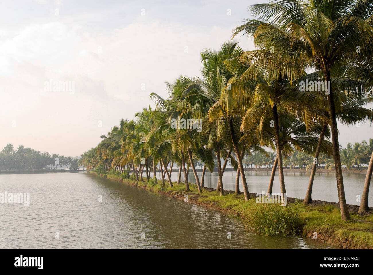 Palm trees, coconut trees, backwaters, Alapuzha, Alappuzha, Alleppey, Kerala, India, Asia Stock Photo