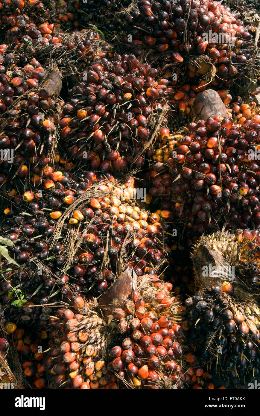 Oil palm tree fruit, Elaeis guineensis, palm family, Arecaceae,  Kerala, India, Asia Stock Photo
