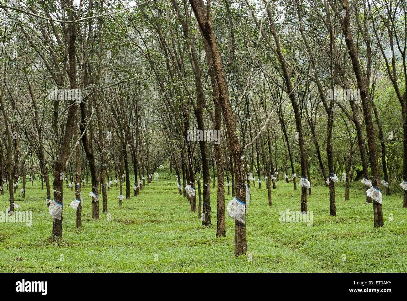 rubber cultivation in india