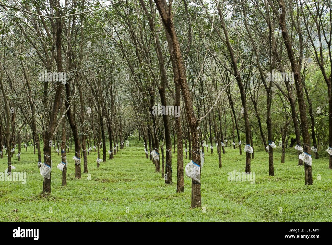 Rubber tapping , Rubber plantation , Athirappally , Kerala , India , Asia , Indian , Asian Stock Photo