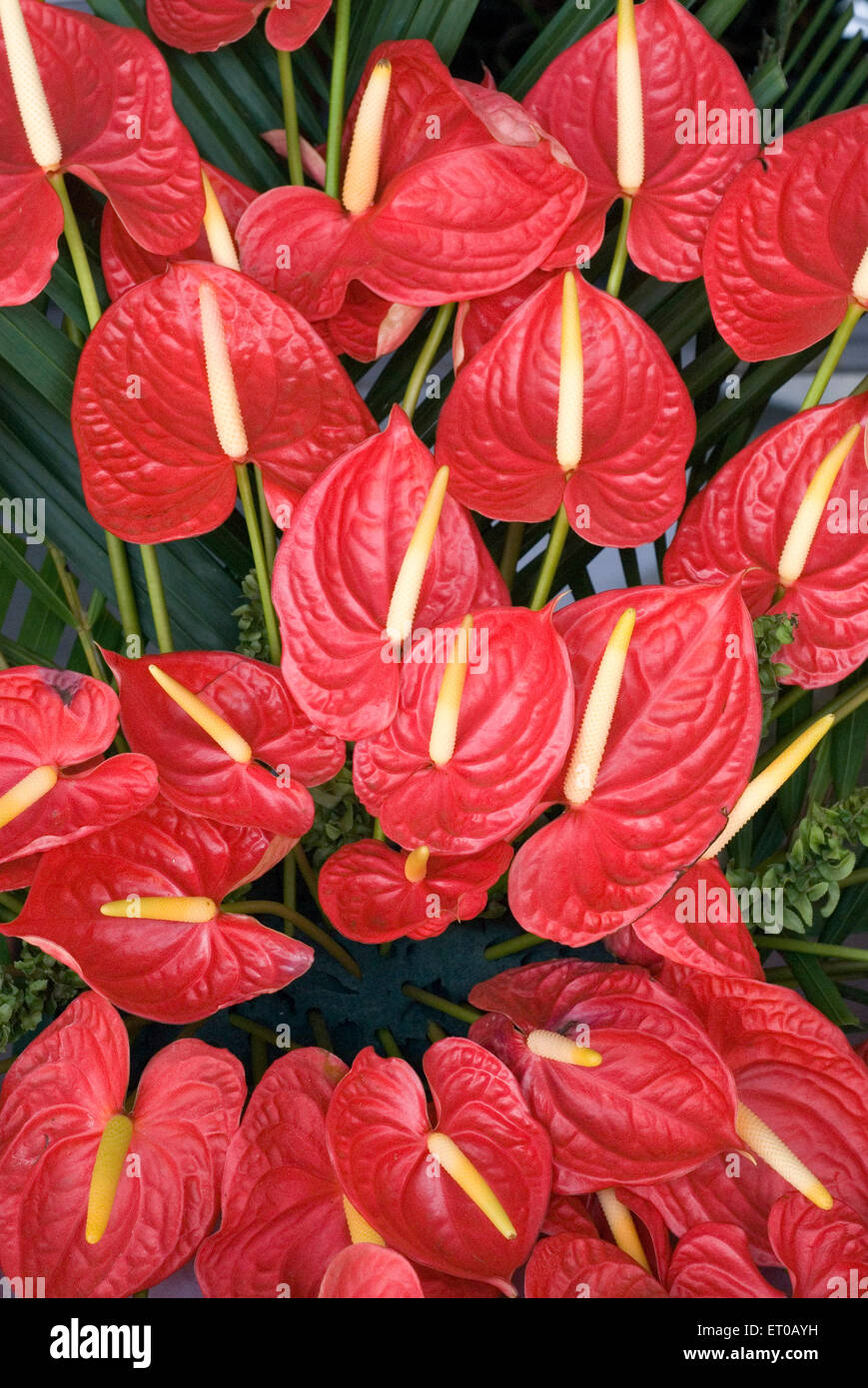 Anthurium flowers ; Kerala ; India - maa 157205 Stock Photo