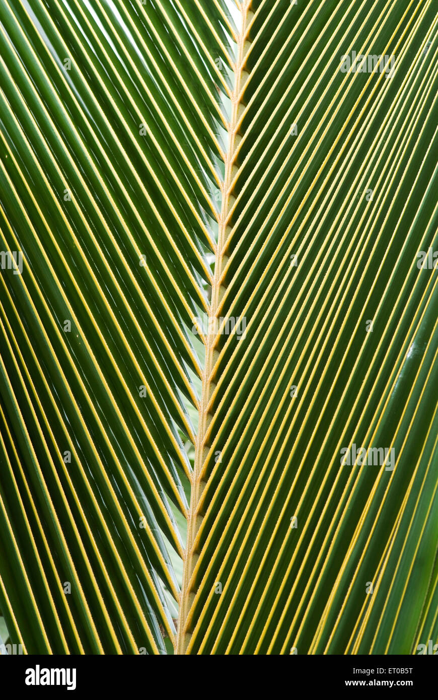 palm tree leaf, coconut tree leaf, kerala, India, asia Stock Photo