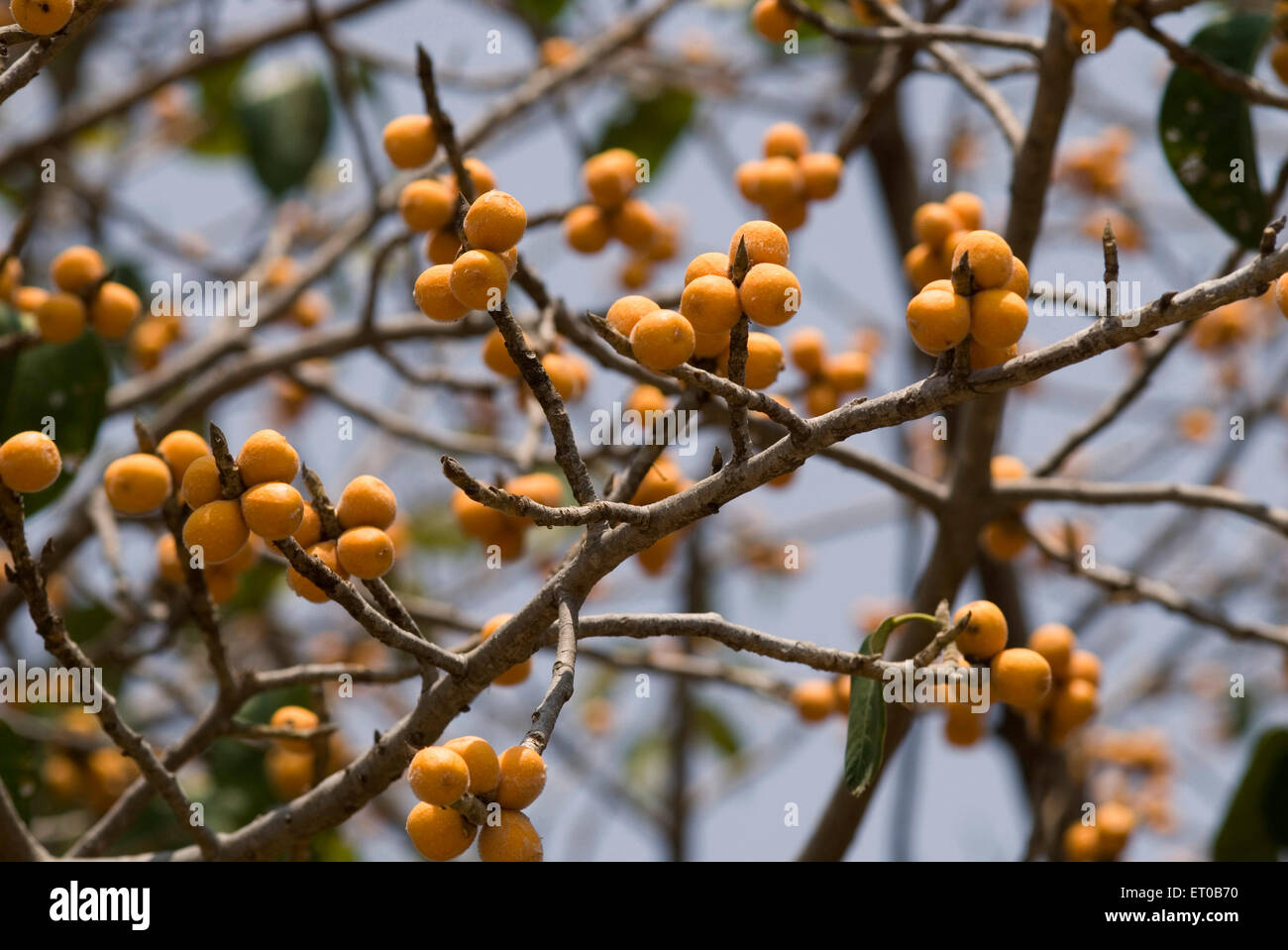 Banyan tree fruit Ficus bengalensis ; India - maa 161241 Stock Photo