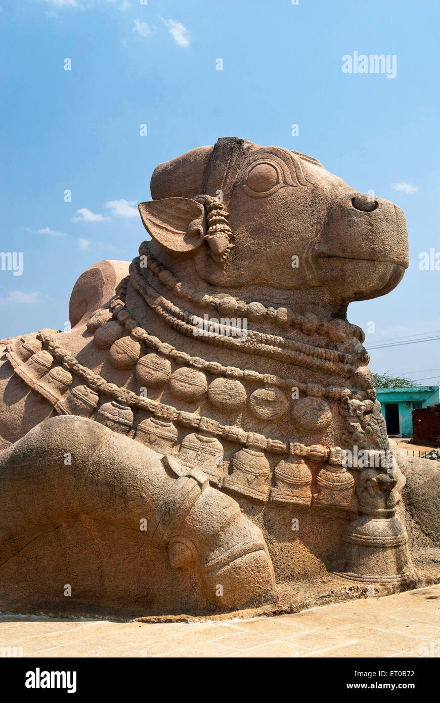 Biggest monolithic Nandi sculpture in Lepakshi ; Andhra Pradesh ; India Stock Photo