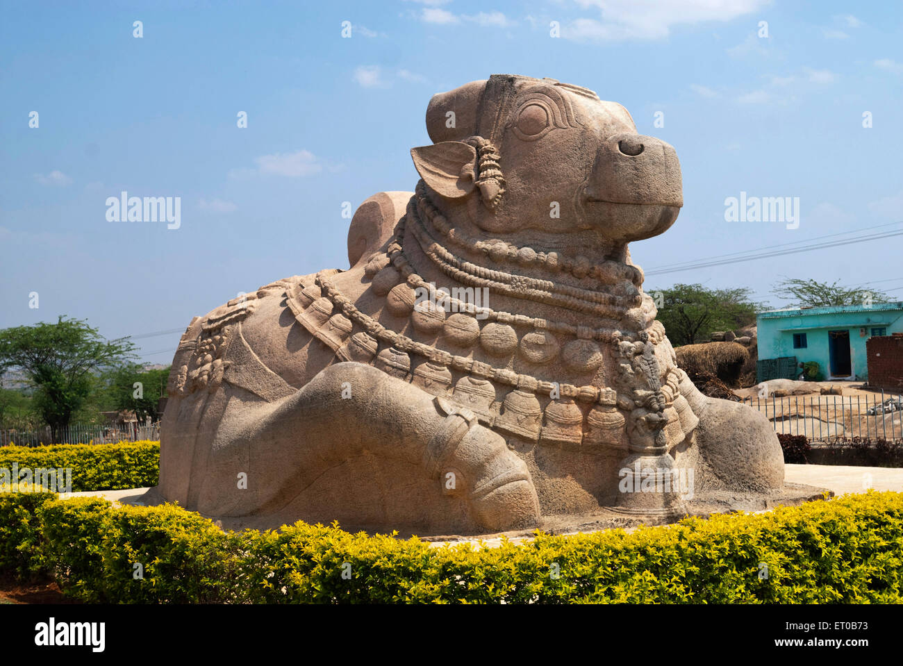 Biggest monolithic Nandi sculpture in Lepakshi ; Andhra Pradesh ; India Stock Photo