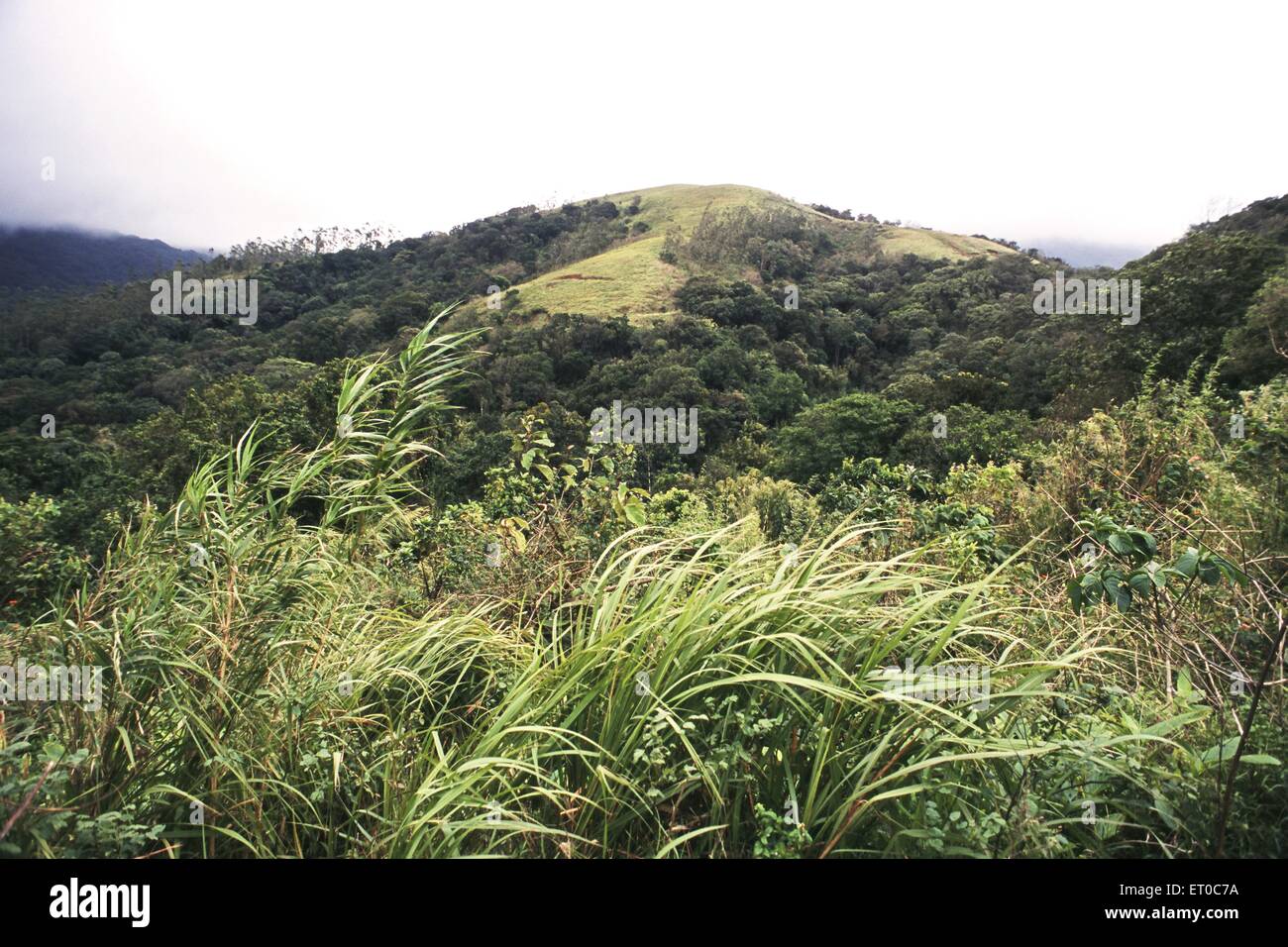 Green hills , Siruvani hills , Malampuzha , Siruvani ; Coimbatore , Western Ghats ; Tamil Nadu , India , Asia Stock Photo
