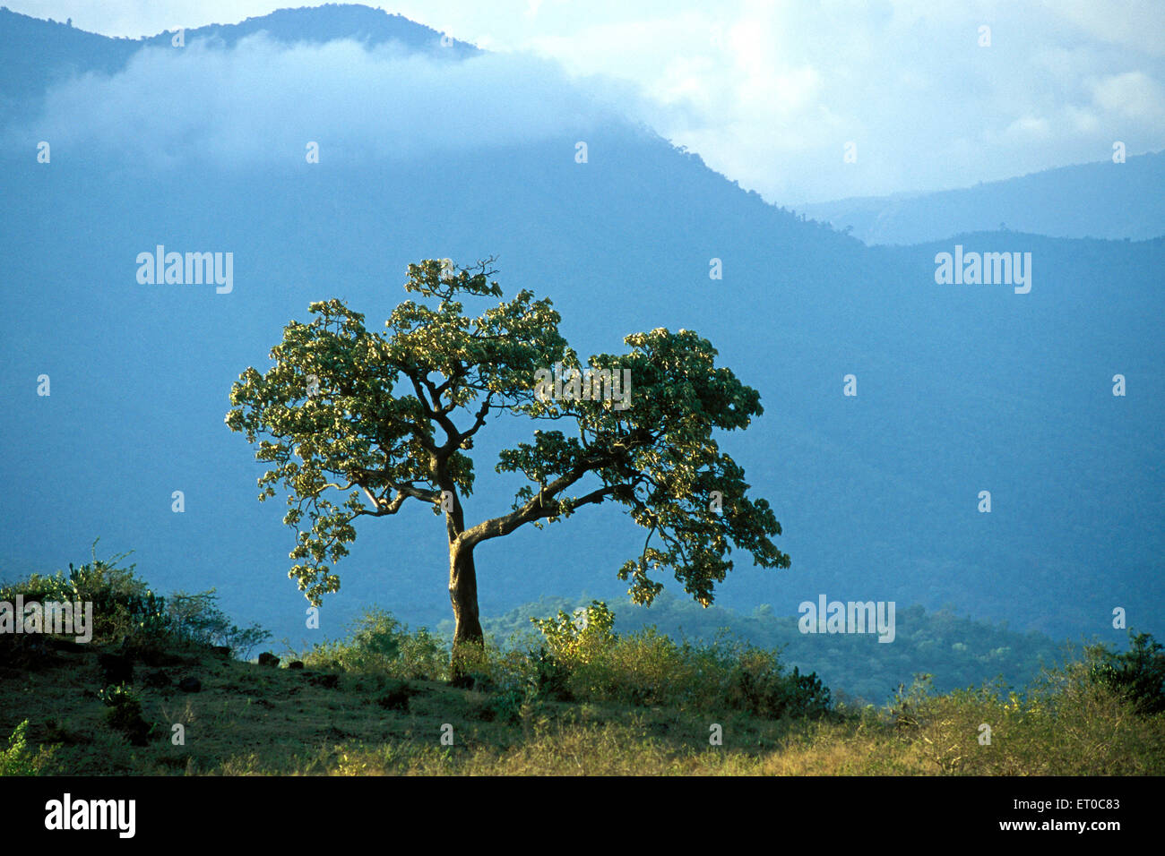 lone tree , Anaikatty , Anaikatti , Nilgiri , Western Ghats ; Tamil Nadu ; India , asia Stock Photo