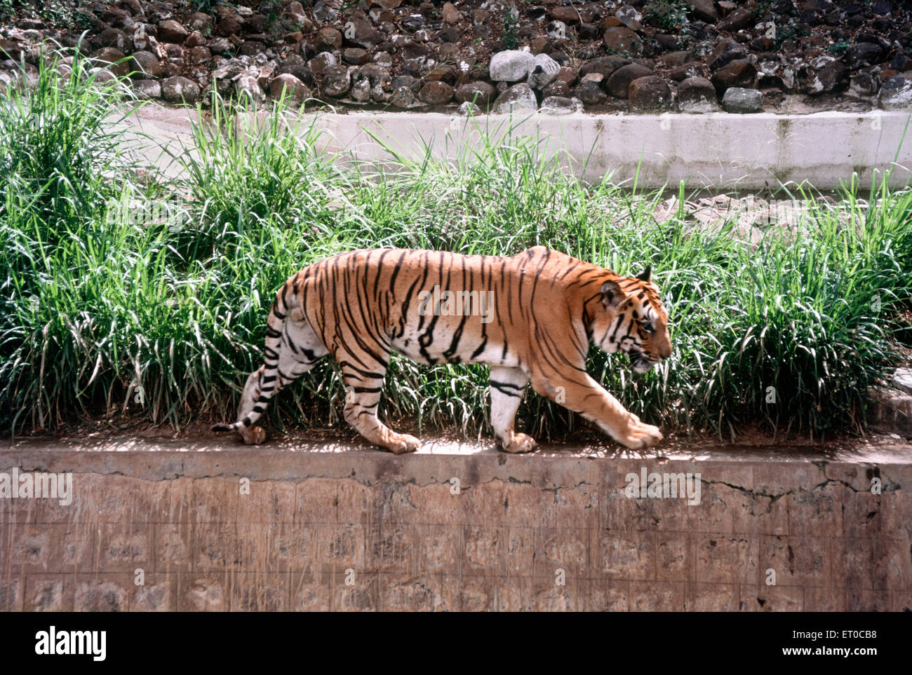 Tiger panthera tigris in vandalur zoo ; Madras Chennai ; Tamil Nadu ; India Stock Photo