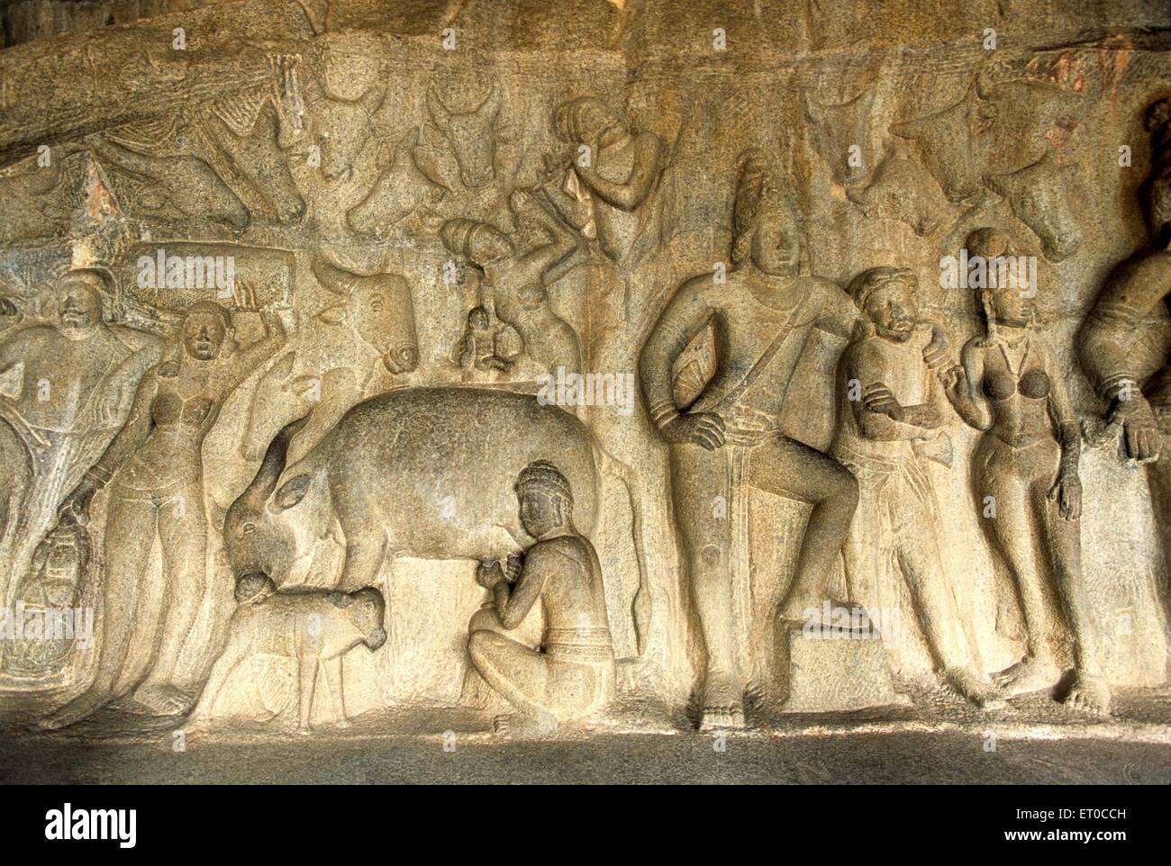 Cowherd milking cow and licking calf carved in krishna mandapa ; Mahabalipuram Mamallapuram ; Tamil Nadu ; India Stock Photo