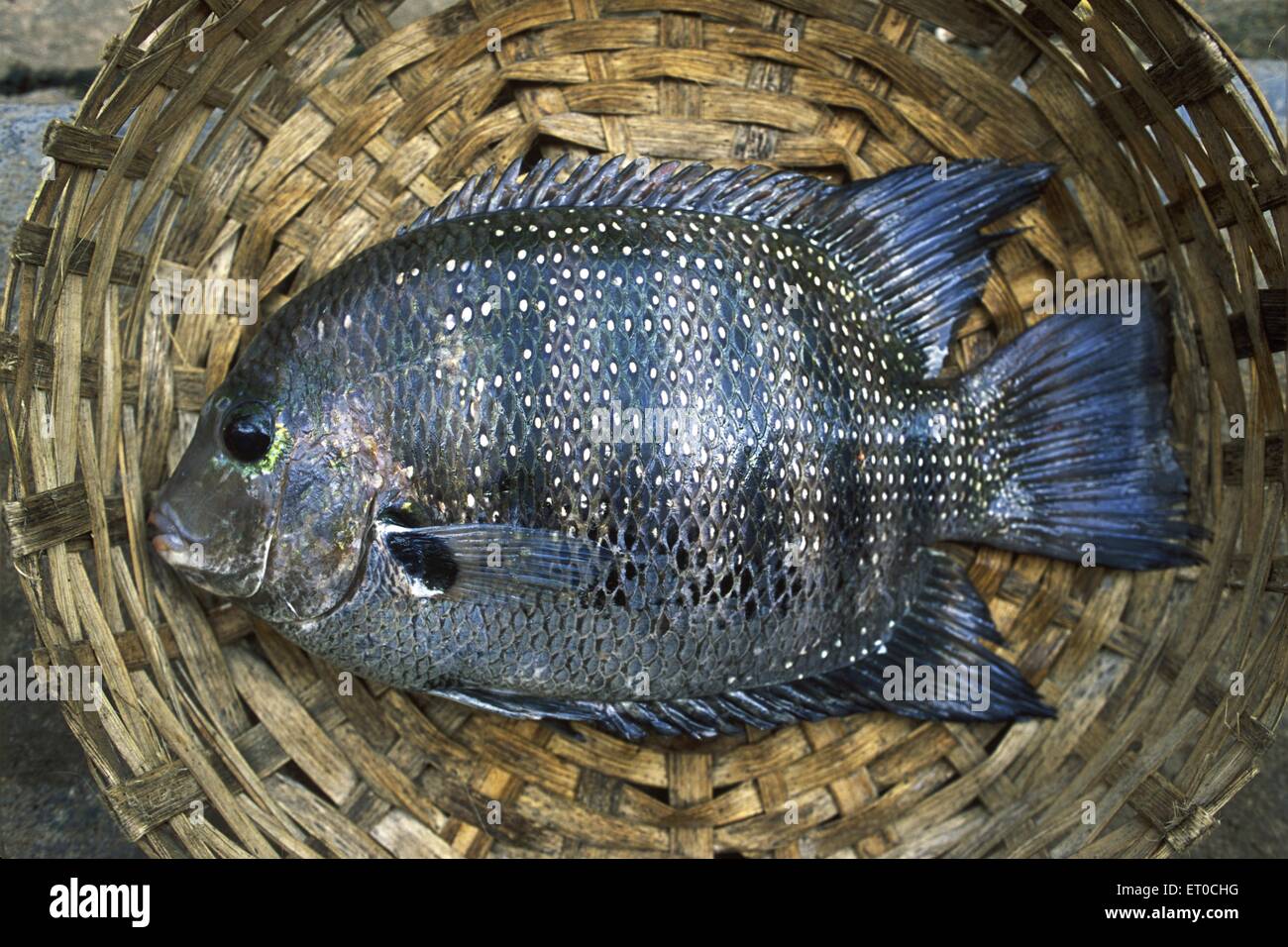 Karimeen or pearl spot fish etroplus suratensis Kerala India Stock Photo