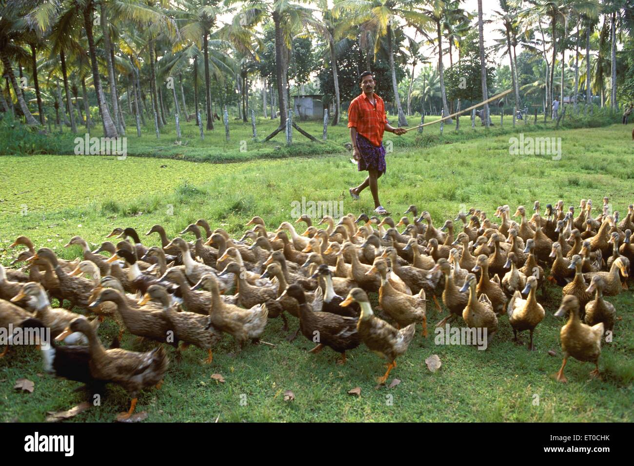 Herding ducks hires stock photography and images Alamy