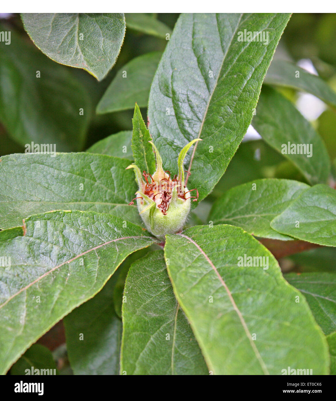 An Individual Fruit Apple on a Medlar Tree. Stock Photo