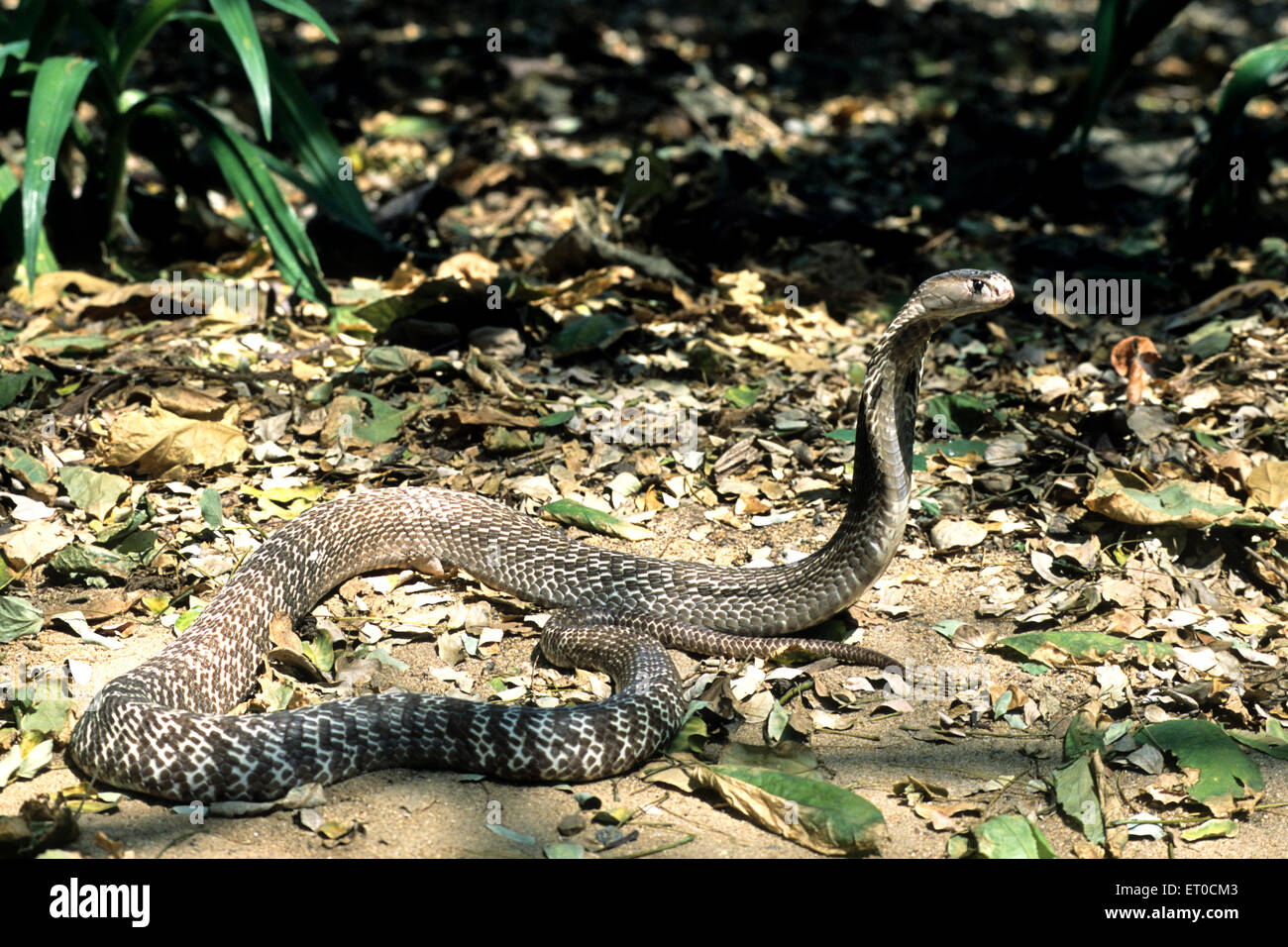 Indian spectacled cobra snake naja naja naja Stock Photo