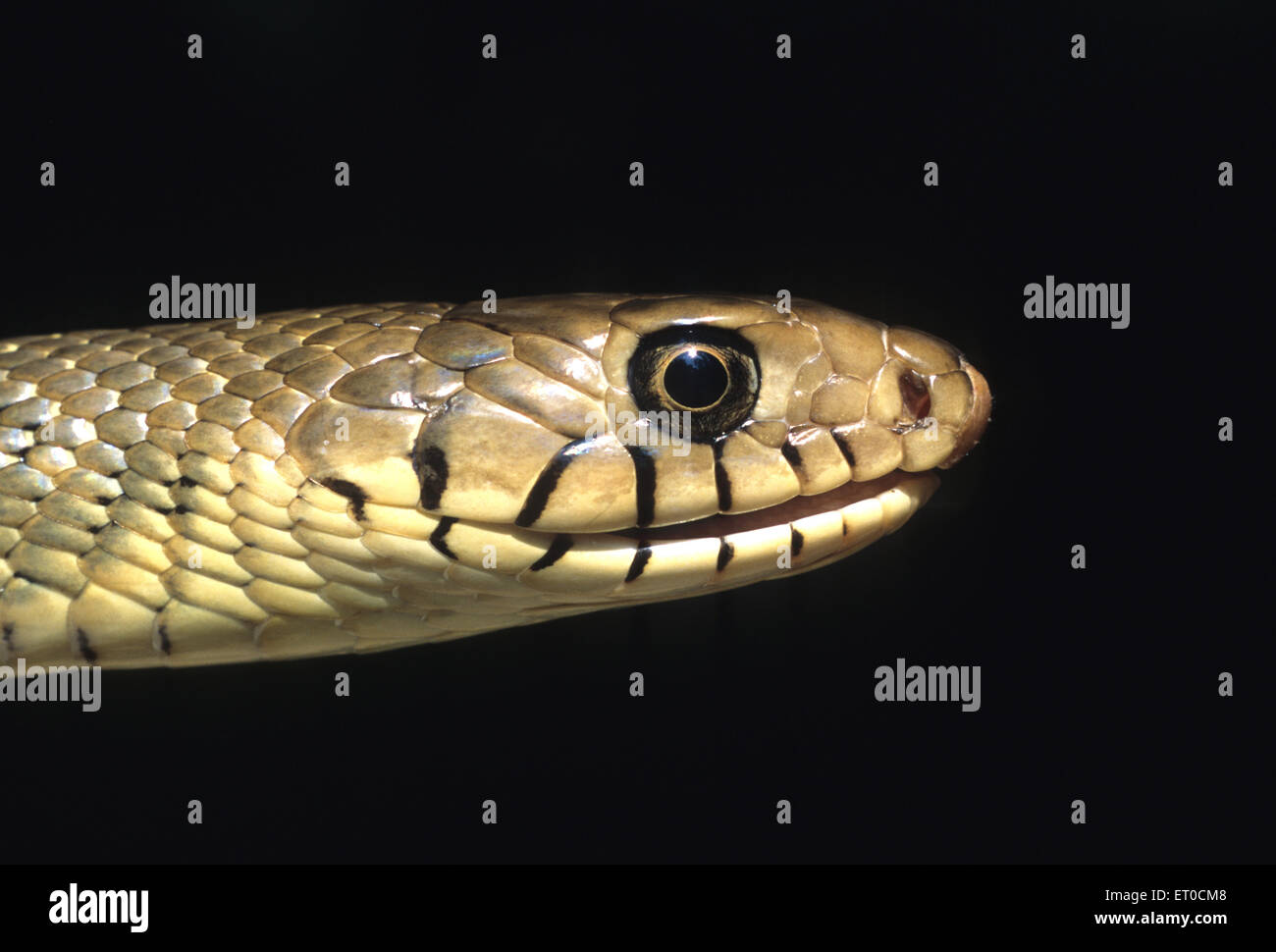 Rat snake ptyas mucosus Stock Photo