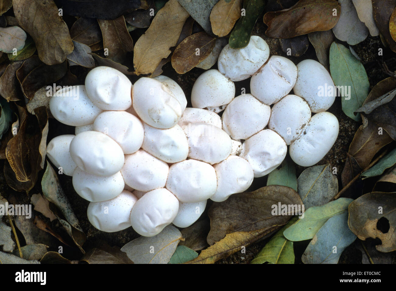Eggs of water snake checkered keel back water xenochropis piscator Stock Photo