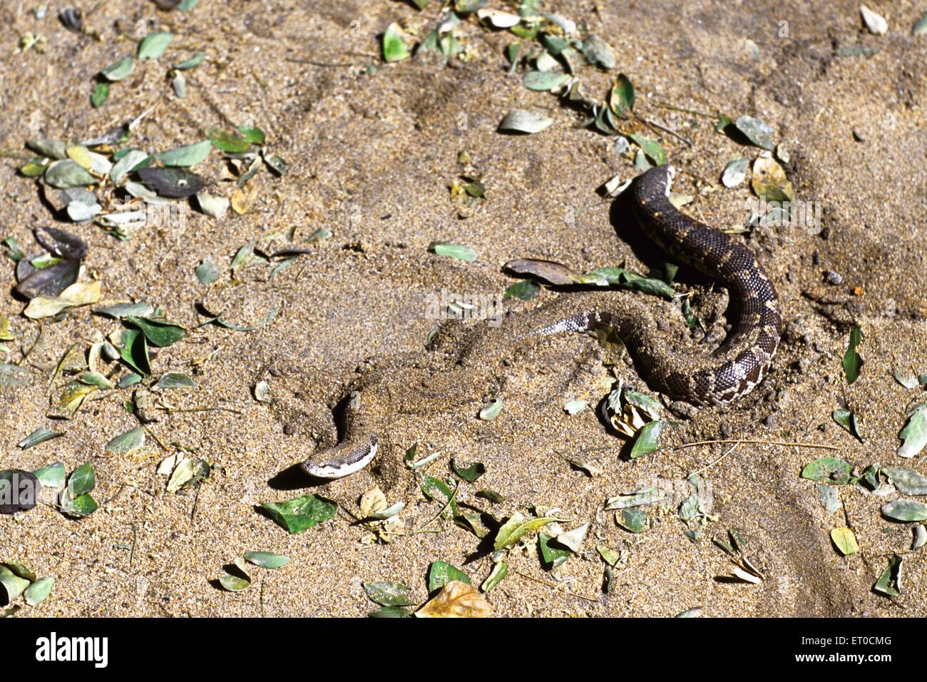 common sand boa snake, eryx conicus Stock Photo